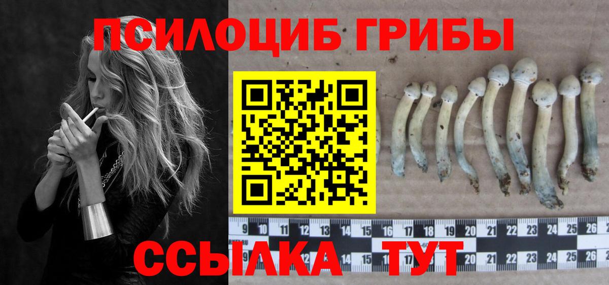 Гурьевск  Галлюциногенные грибы мицелий  Вход с VPN  Галлюциногенные грибы Psilocybine cubensis 
